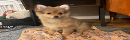 Pomchi dogs for sale: Ready Now☺️3 Pomerinian/Pomchi Puppies❤️ - Advert 4