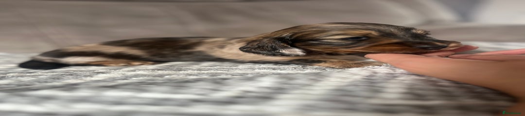 Miniature Dachshund Puppy 1