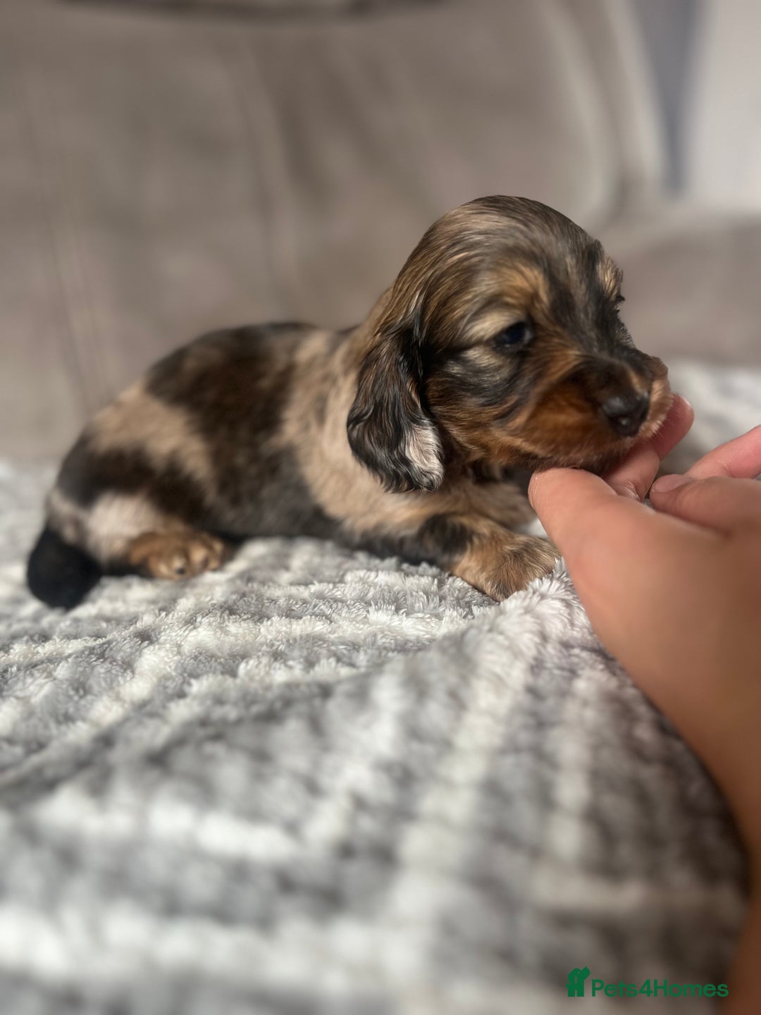 Miniature Dachshund dogs for sale: KC Longhaired Miniature Dachshunds  - Image 34