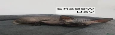 Shadow