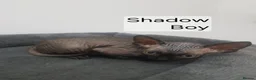 Sphynx cats for sale: Tica quality canadian sphynx kittens - Advert 20