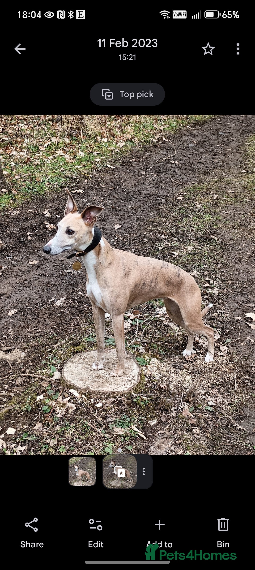 Whippet dogs KC registered whippet puppies  - Advert 4