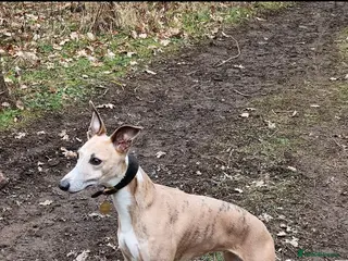 Whippet dogs KC registered whippet puppies - Advert 4