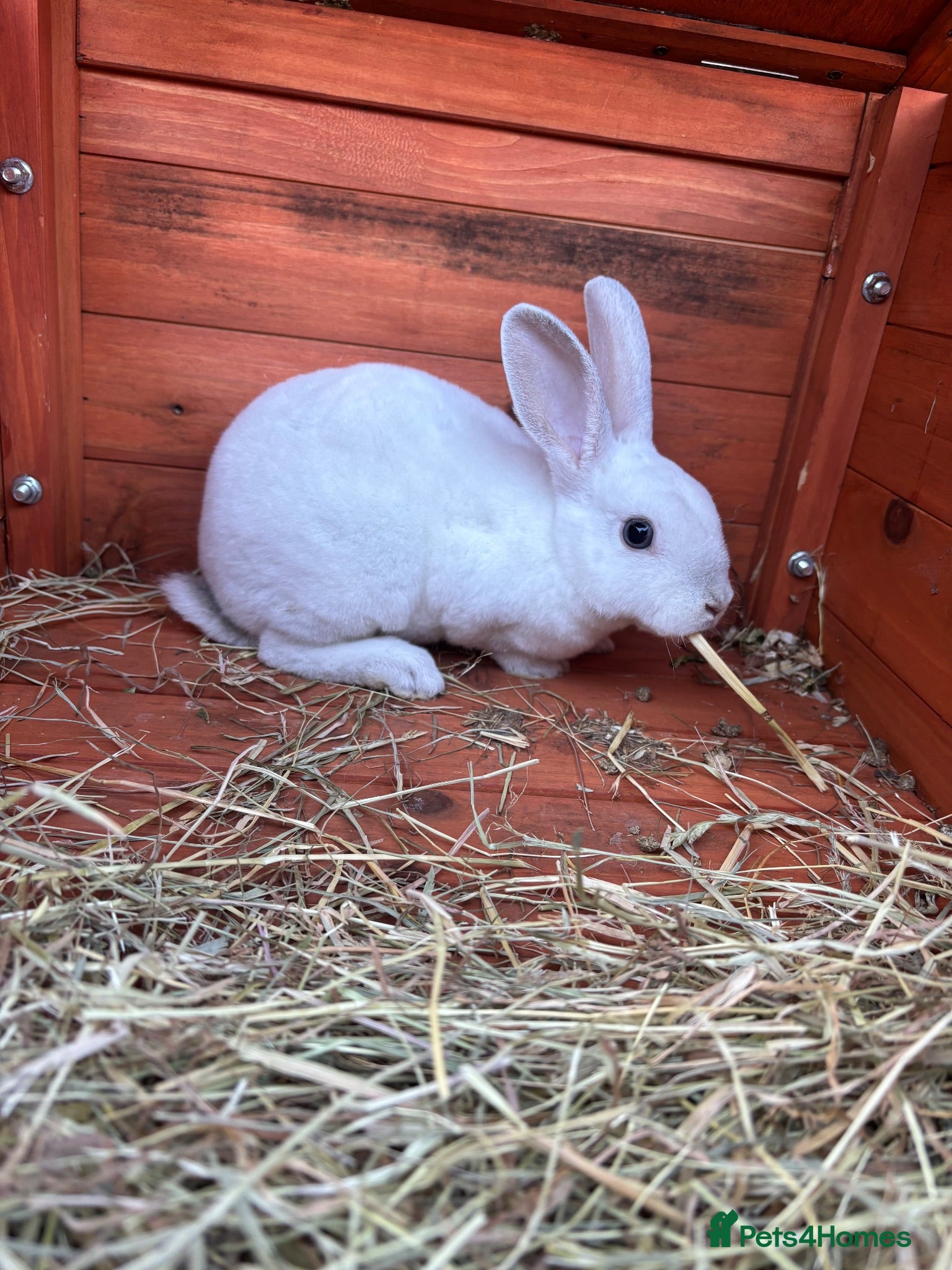Rex rabbits 🐰 1 female Rex Rabbits  🐰 white  - Advert 18