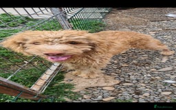 Mixed Breed dogs for adoption: WAFFLES. NON SHEDDING - Image 2