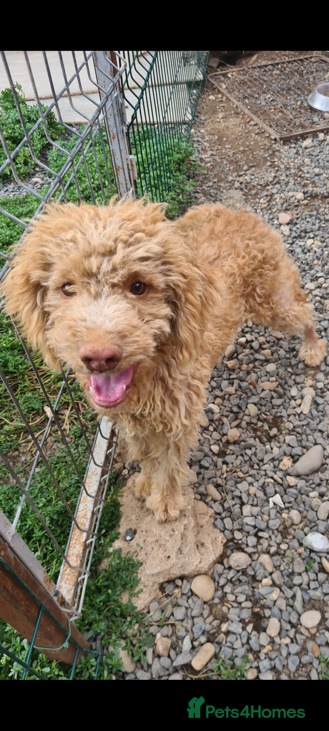 Mixed Breed dogs for adoption: WAFFLES. NON SHEDDING - Image 2