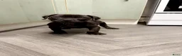 Staffordshire Bull Terrier dogs for sale: Gorgeous Staffordshire bullterrier pups - Advert 17