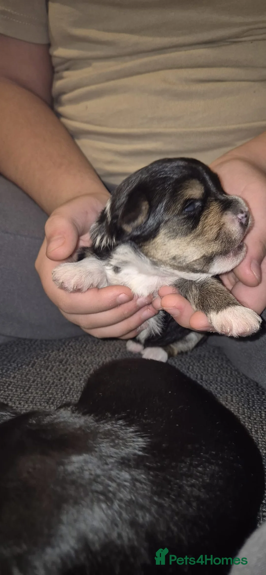 Mixed Breed dogs for sale: Yorkshire terrier mix brider - Advert 8