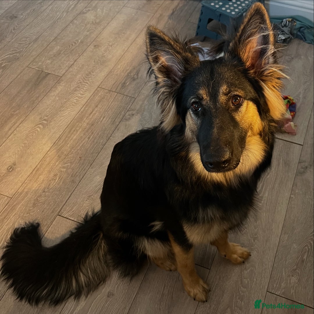 German Shepherd dogs for sale: (Willow) 1.5yr Old German Shepherd Longhaired - Image 6