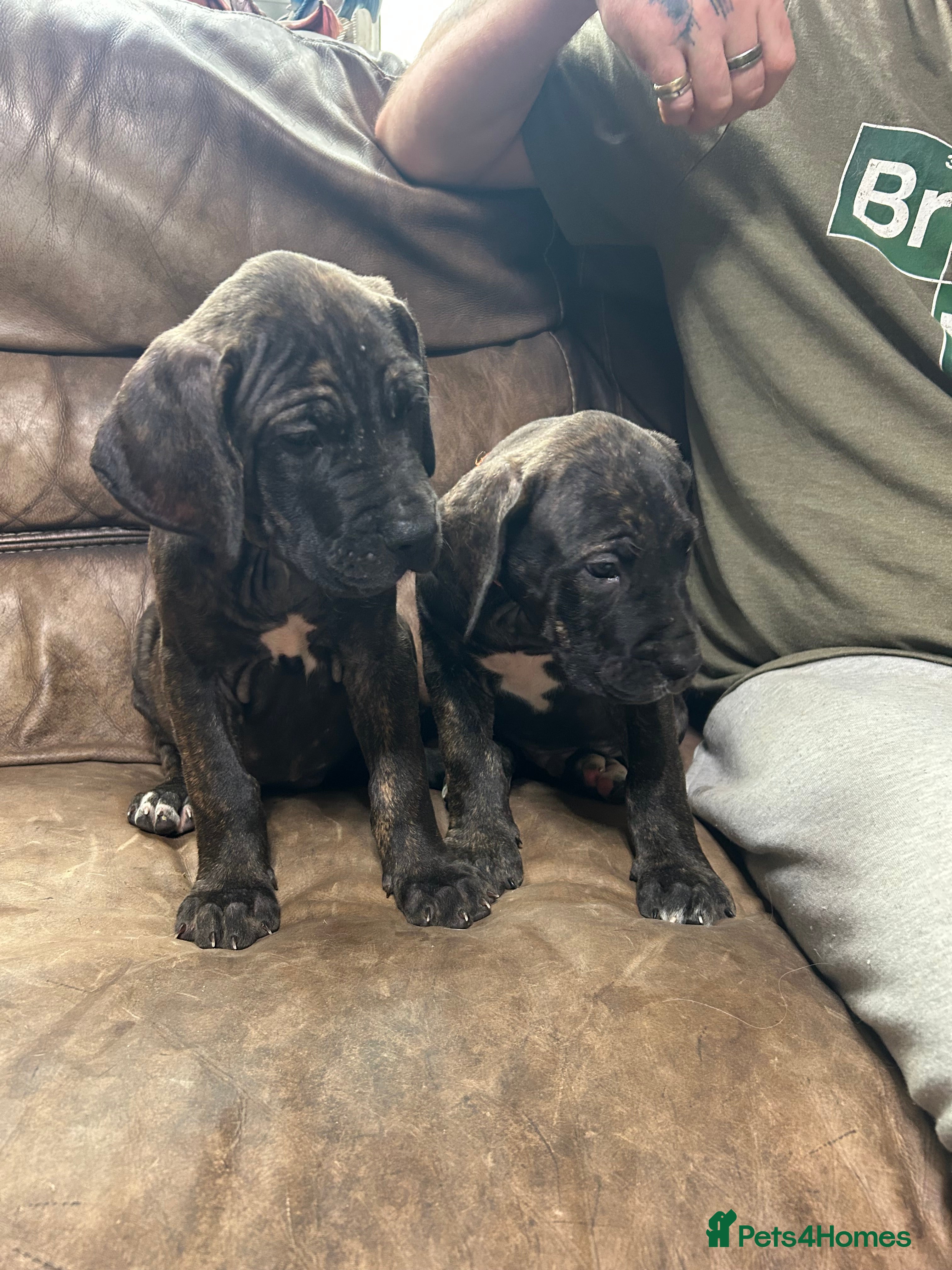 Mixed Breed dogs 2 Boys Daniff pups.Great Dane/Mastiff Ready 28th - Advert 3