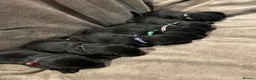 Springador dogs for sale: Springador pups - Advert 7