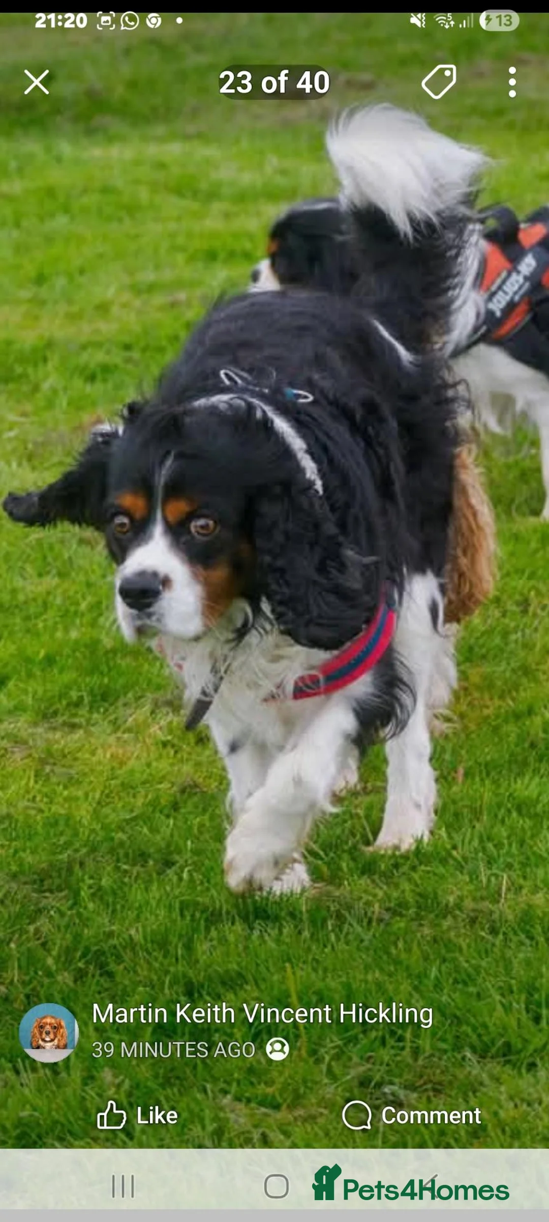 Cavalier King Charles Spaniel dogs for stud: Cavalier King Charles Spaniel  - Advert 6