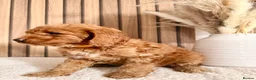 Cockapoo dogs for sale: F1B Red cockapoo puppies  in Bridgend - Advert 10