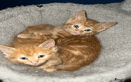 Domestic Shorthair cats for sale: Loving Home-Raised Kittens for Sale - Read Discrip - Image 5