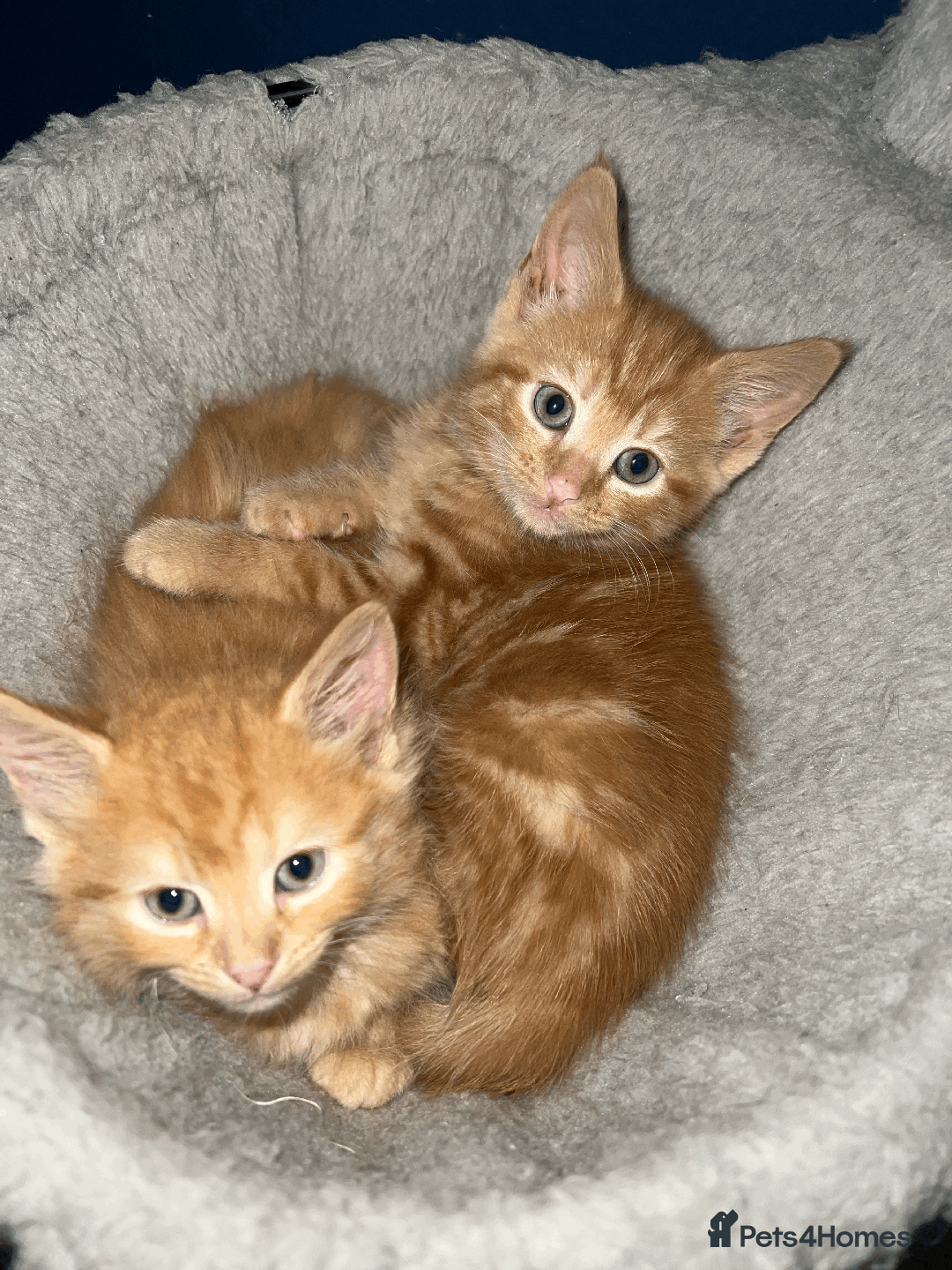 Domestic Shorthair cats for sale: Loving Home-Raised Kittens for Sale - Read Discrip - Image 5