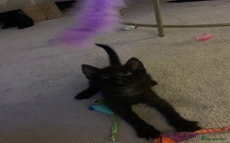 Bombay cats for sale: Kittens - Advert 4