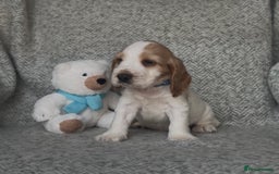 Cocker Spaniel dogs for sale: Ready Now! KC Show Type Cocker Spaniel Pups  - Image 31