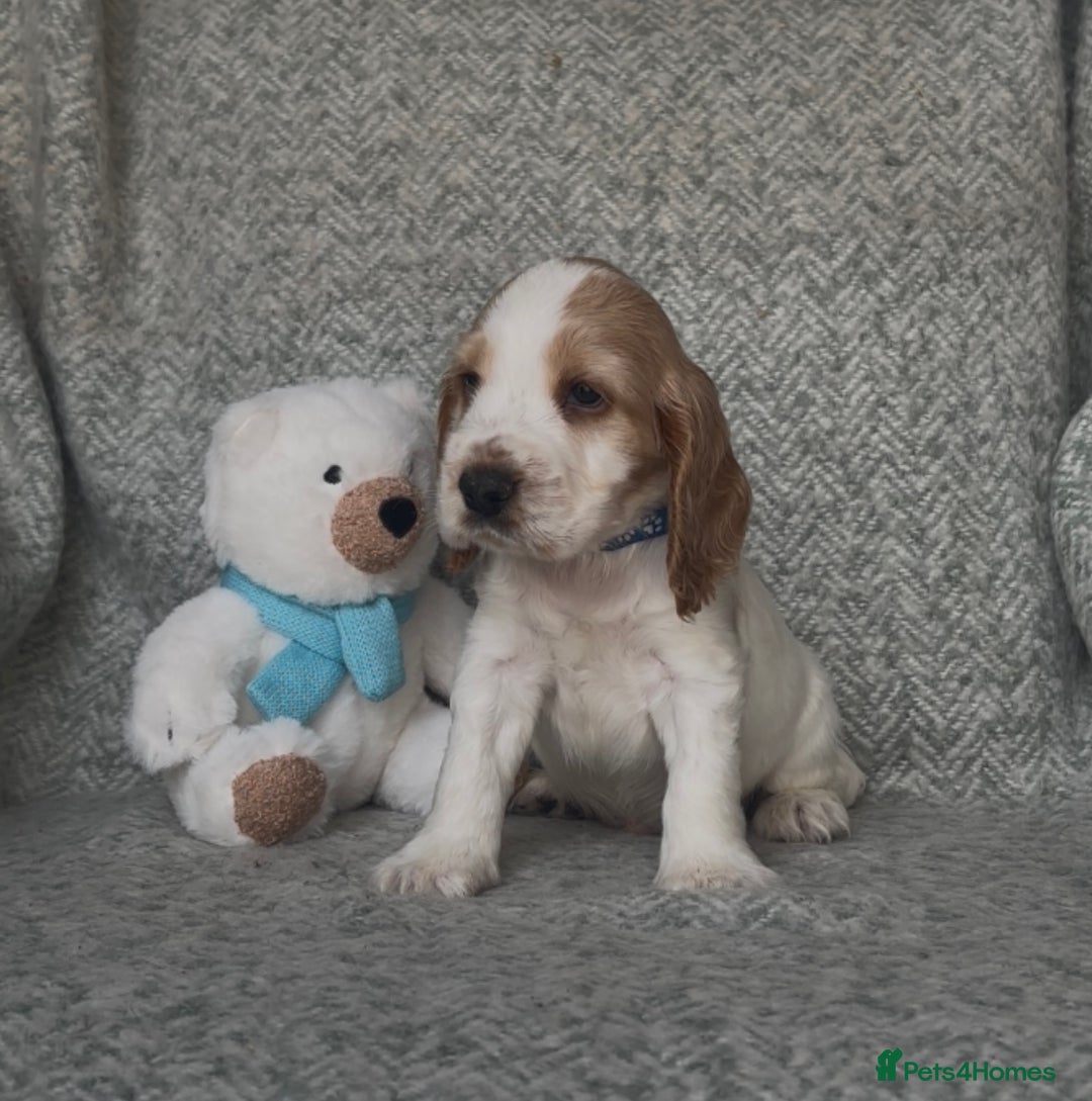 Cocker Spaniel dogs for sale: Ready Now! KC Show Type Cocker Spaniel Pups  - Image 31