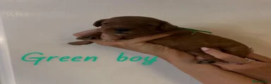 Green Boy