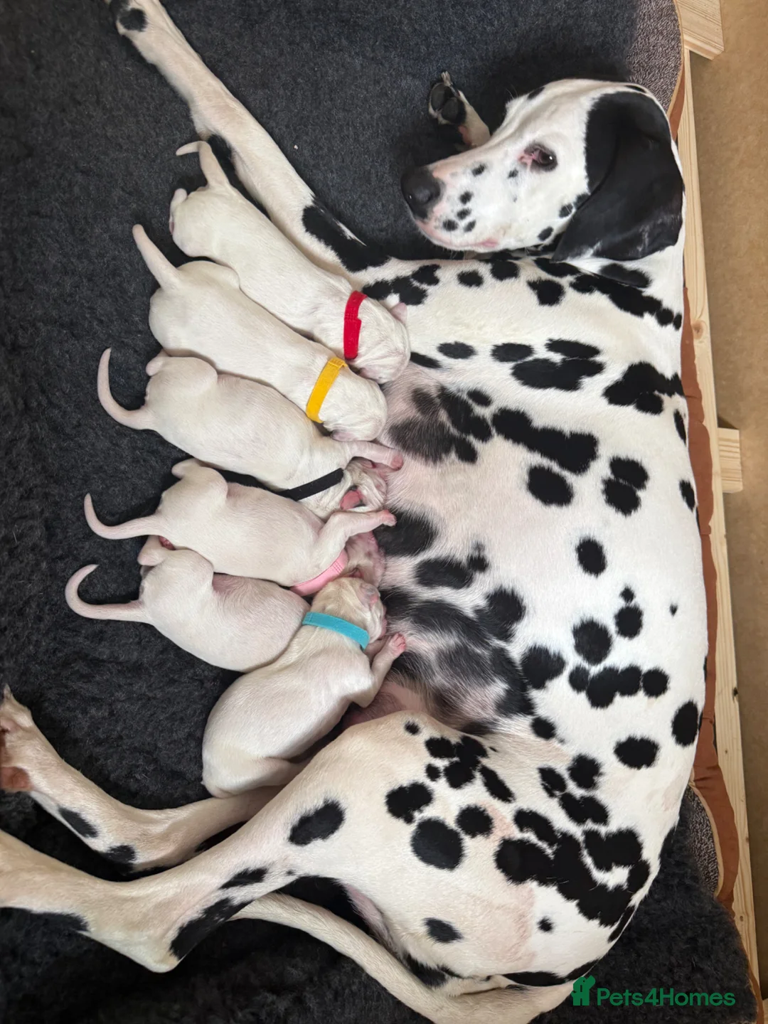 Dalmatian dogs for sale: Purebred Dalmatian puppies for sale  - Advert 1