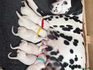 Dalmatian dogs Purebred Dalmatian puppies for sale - Advert 7