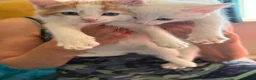 Turkish Angora cats for sale: Kittens - Advert 9