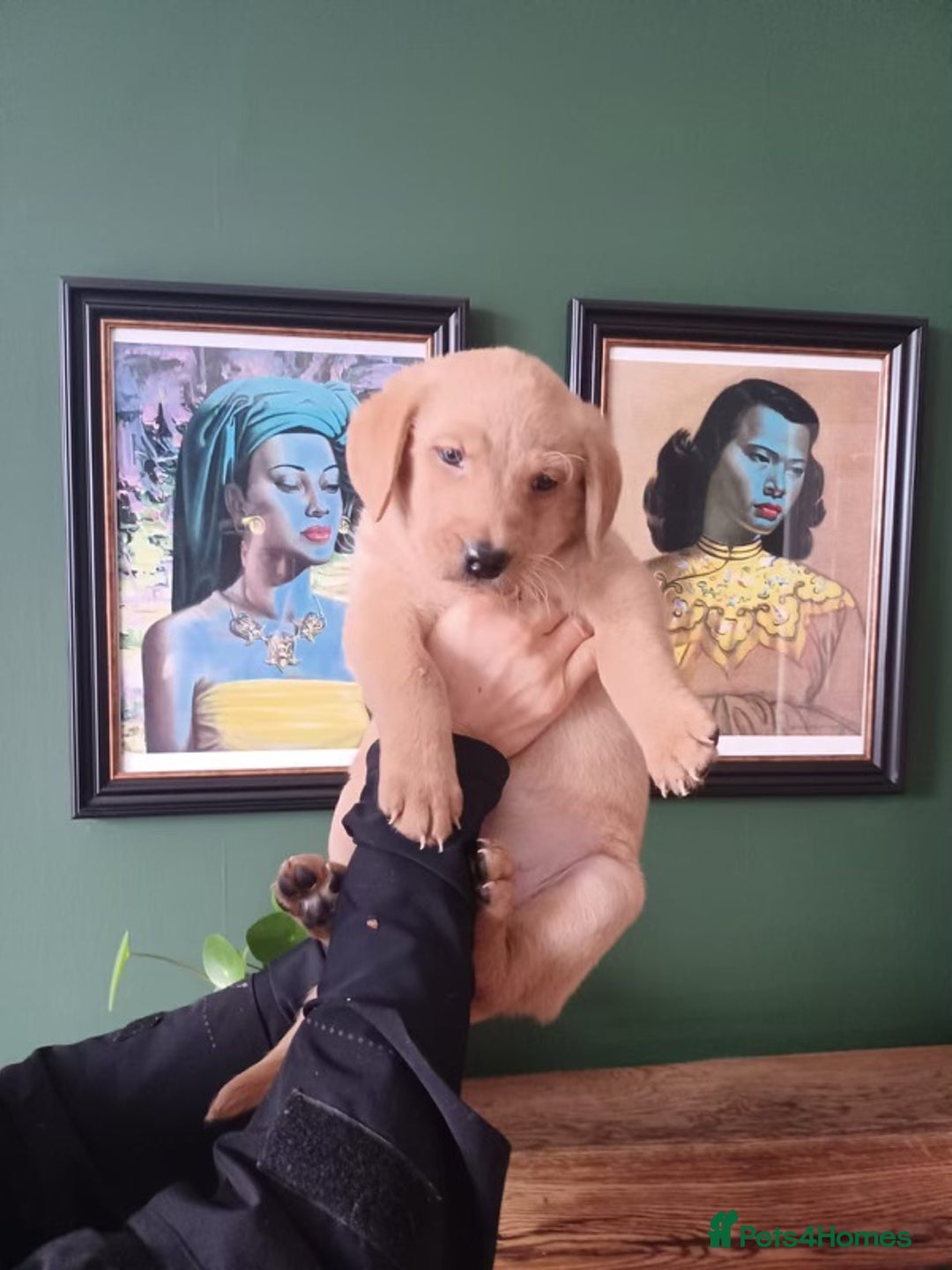 Labrador Retriever dogs for sale: Beautiful Kc registered Royal bloodline Labrador  - Advert 5