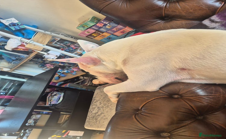 English Bull Terrier dogs - Advert 1