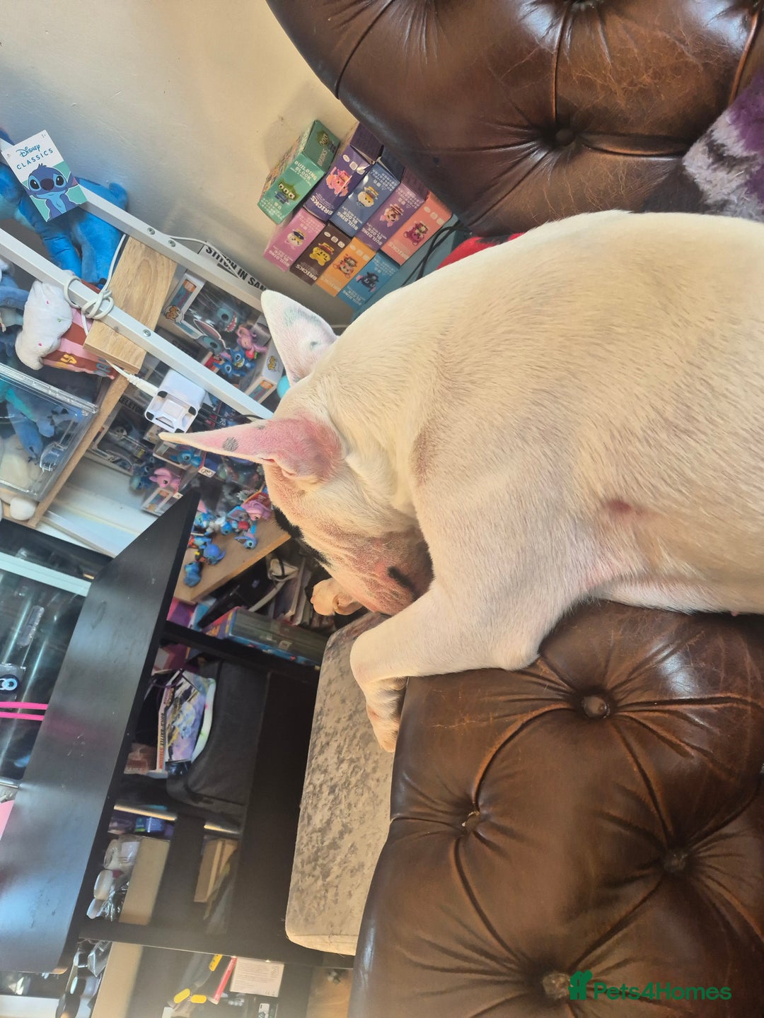 English Bull Terrier dogs for sale: Female english bull terrier  - Image 1