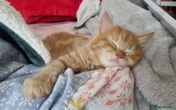Turkish Angora cats for sale: Beautiful Fluffy Kittens Looking for Loving Homes - Image 9
