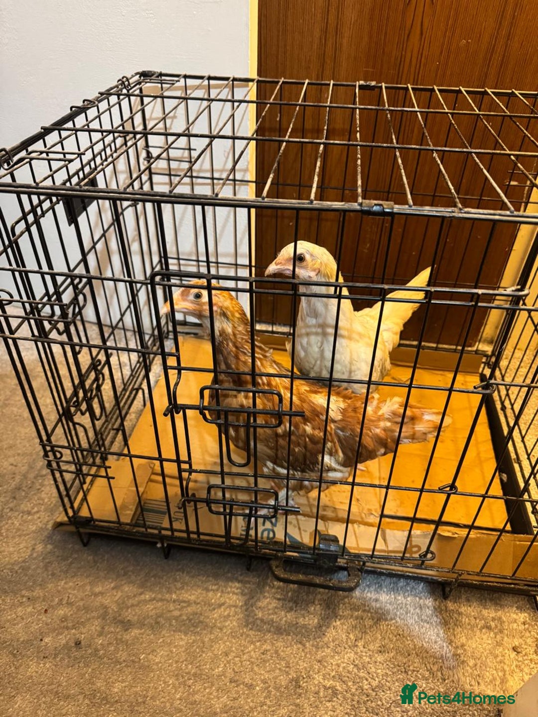 Chickens poultry for sale: 10 week old baby chickens - Advert 1