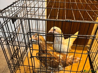 Chickens poultry 10 week old baby chickens - Advert 4