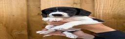Mixed Breed dogs for sale: Bedlington whippet x springer spaniel puppys - Advert 14