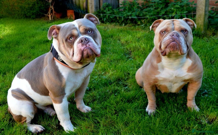Olde English Bulldogge dogs - Advert 1