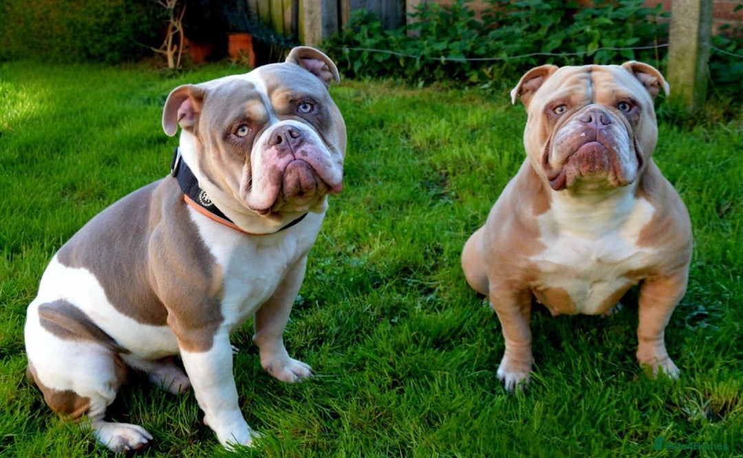 Olde English Bulldogge dogs for sale: Olde english bulldogge pups 1 male / 1 female  - Image 1