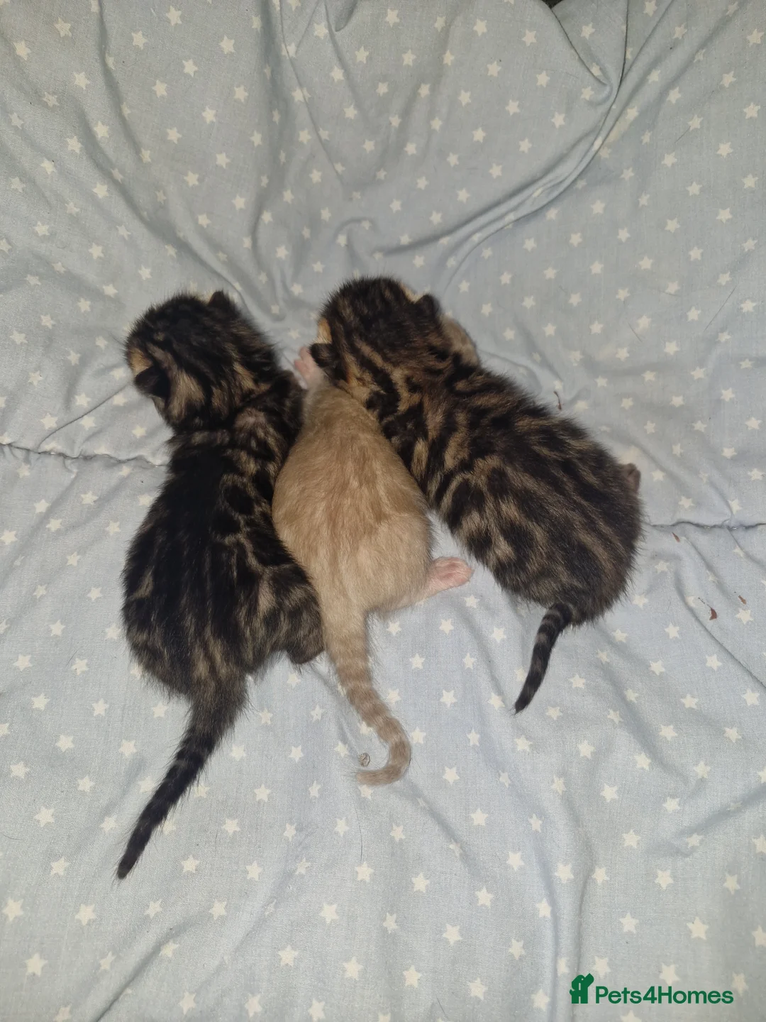 Bengal cats for sale: Genetic Health Tested Snow & Brown Bengal Kittens - Advert 2