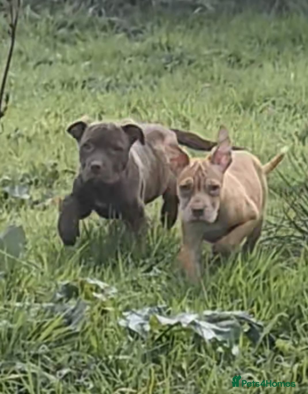 Mixed Breed dogs Presa Canario/Cane Corso/Mixed Mastiff - Advert 1
