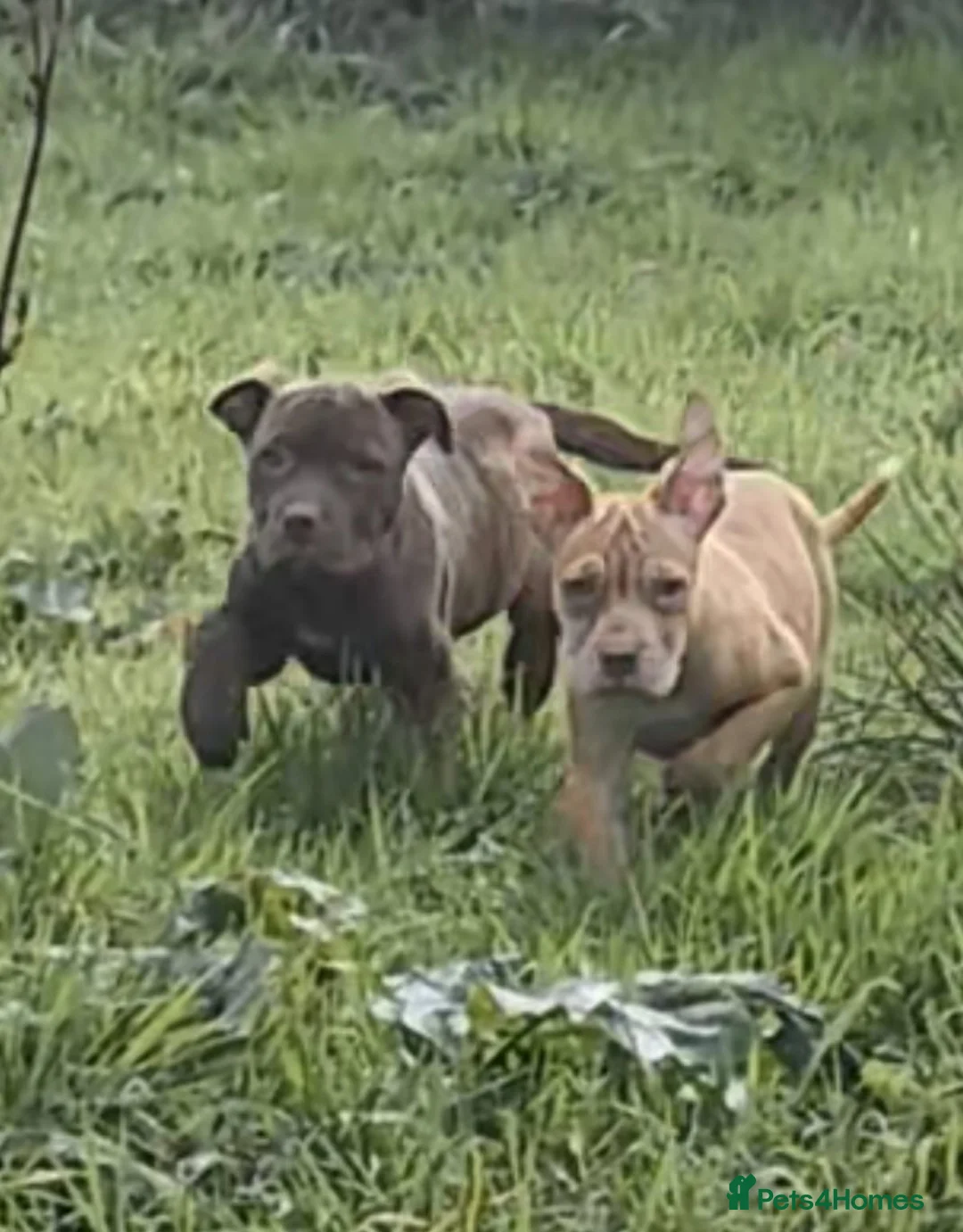 Mixed Breed dogs for sale: Presa Canario/Cane Corso/Mixed Mastiff - Advert 1
