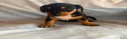 Jack Russell dogs for sale: Miniature Jack Russell puppies  - Advert 4