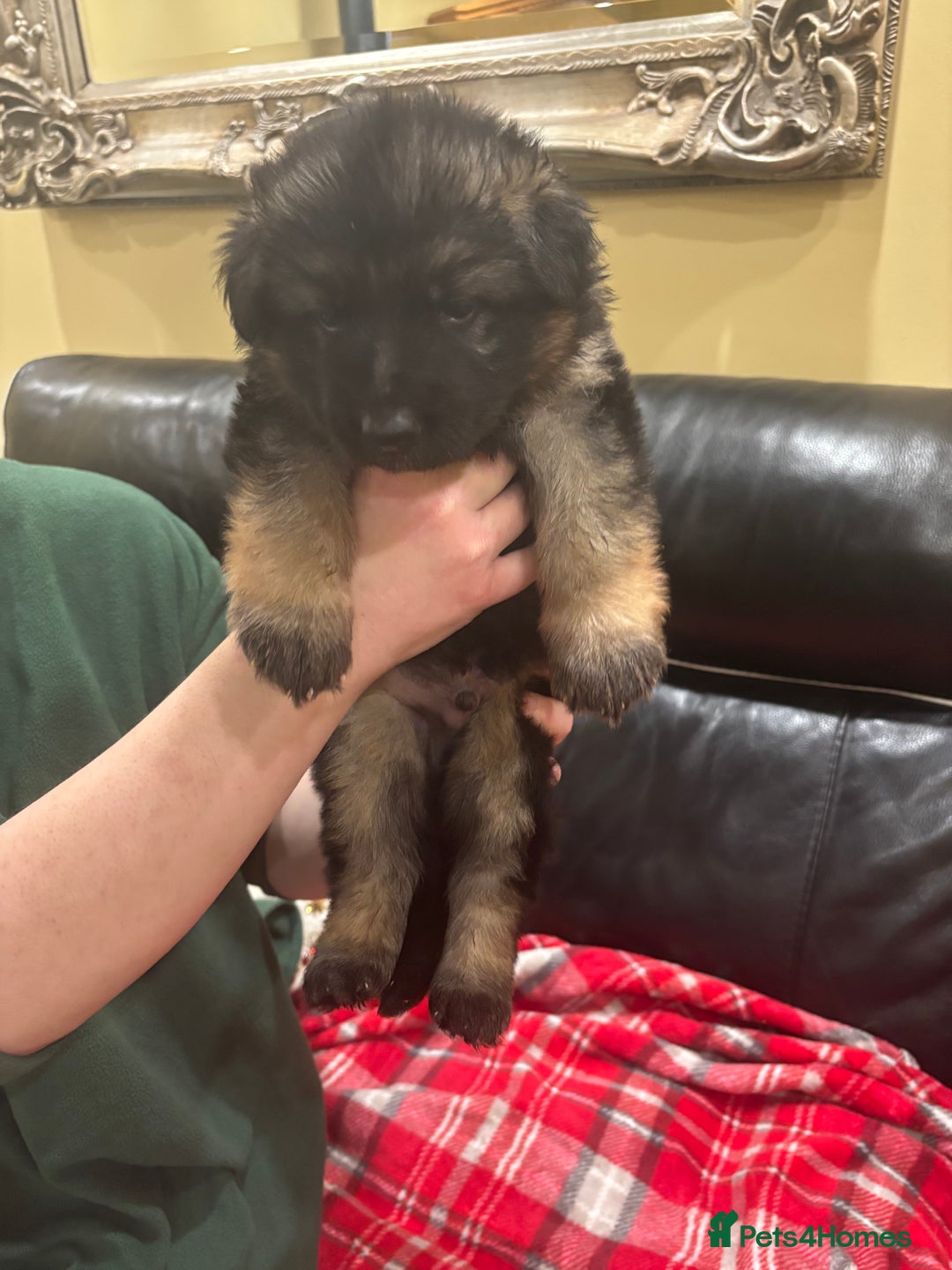 German Shepherd dogs for sale: Be my  **   - Advert 15