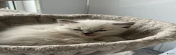 British Shorthair cats for sale: British shorthair x - Advert 3