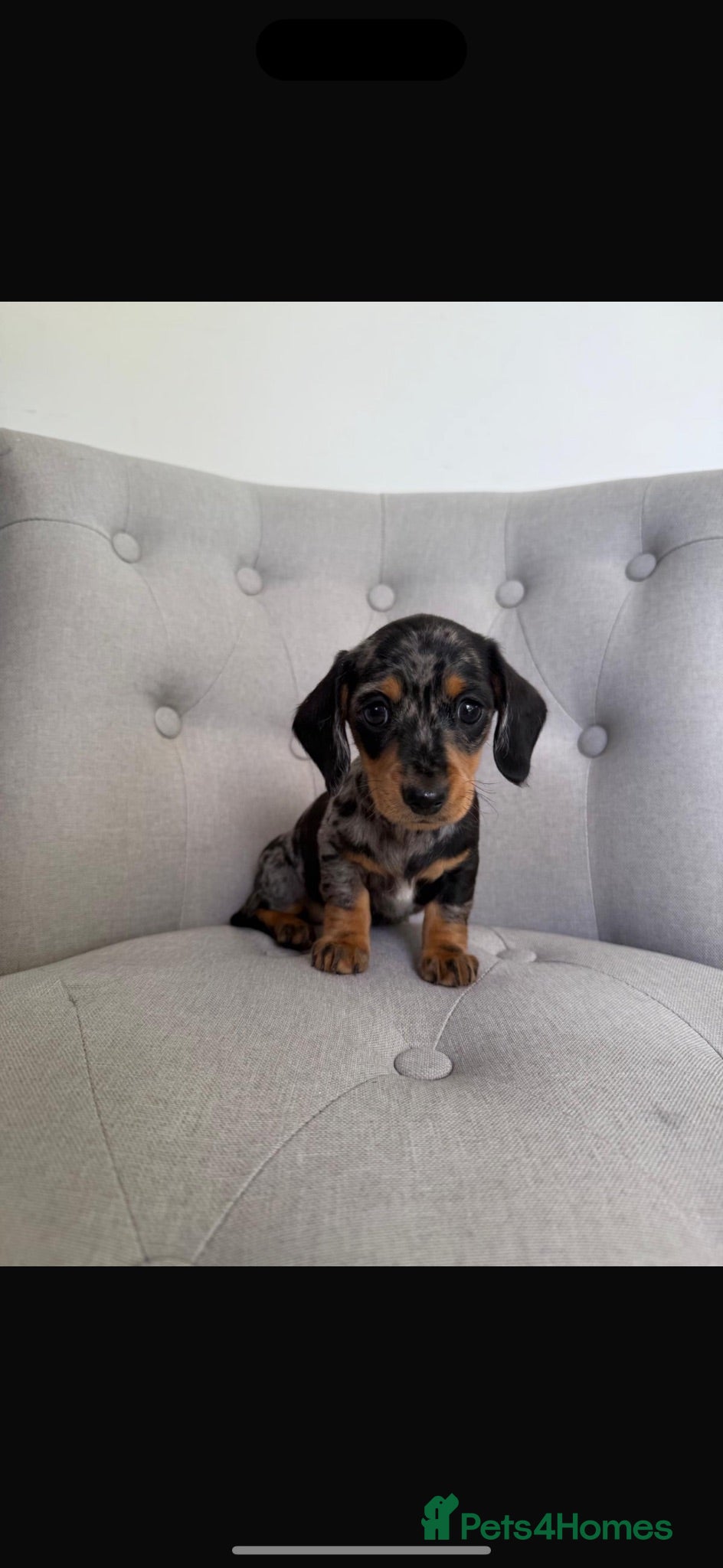 Miniature Dachshund dogs Kennel club registered mini dachshund puppies  - Advert 1