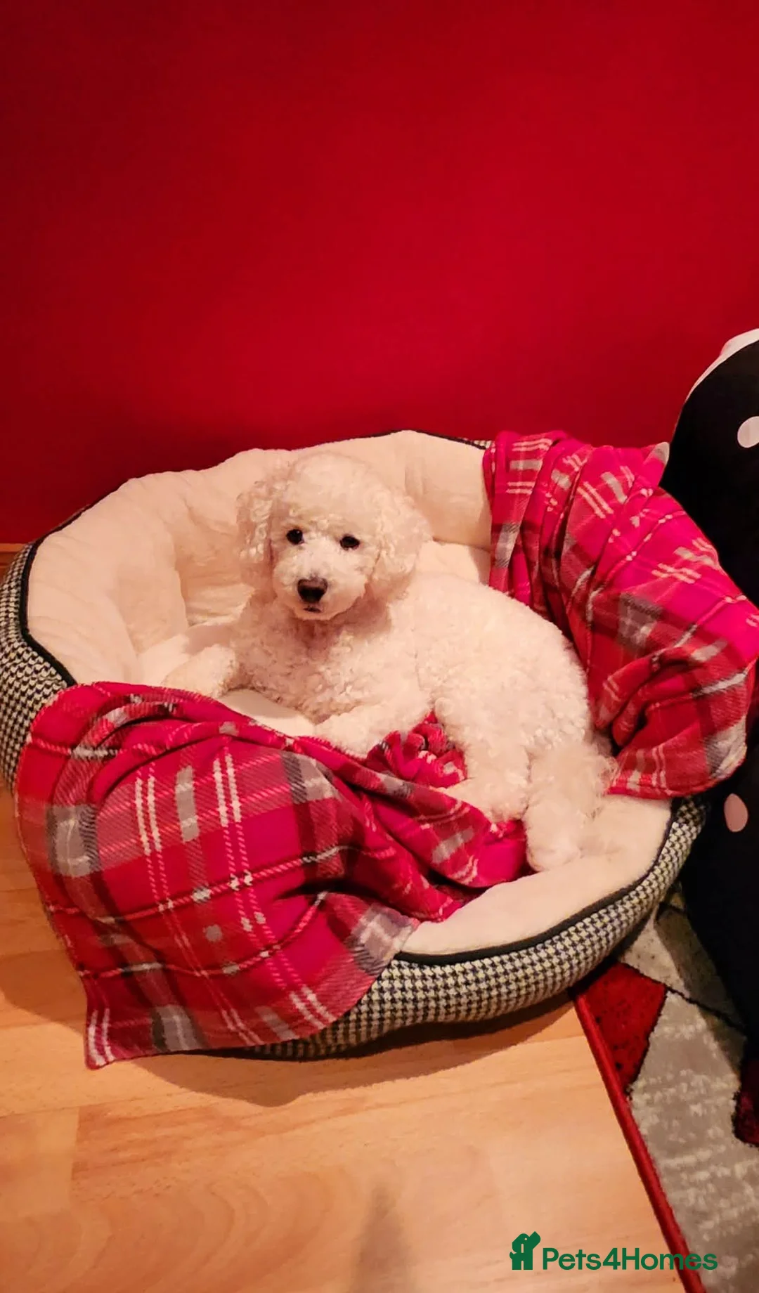 Poochon dogs for stud: Teddy for stud 🧸  - Advert 2