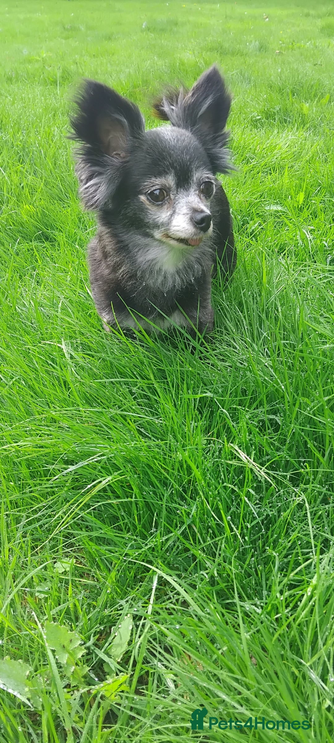 Pomchi dogs for sale: Beautiful tiny chihuahua girl - Advert 3