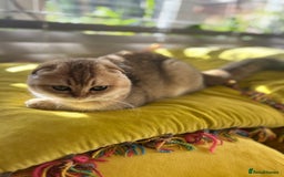 Scottish Fold cats for sale: Gold Chinchilla Scottish fold baby’s  - Image 29