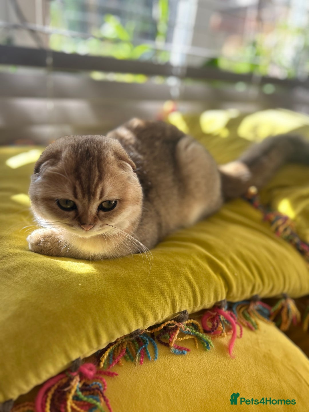 Scottish Fold cats for sale: Gold Chinchilla Scottish fold baby’s  - Image 29