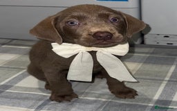 Labrador Retriever dogs for sale: KC SILVER & CHARCOAL Labrador Puppys  - Image 8