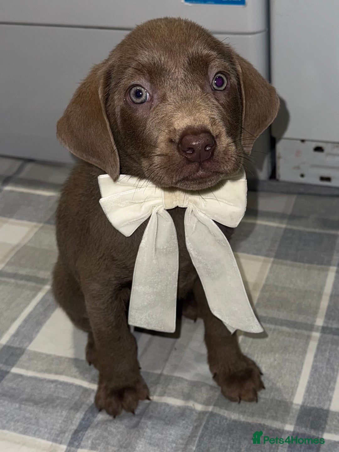 Labrador Retriever dogs for sale: KC SILVER & CHARCOAL Labrador Puppys  - Image 8