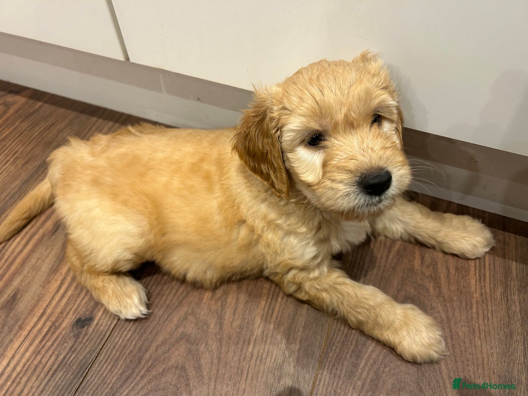 Goldendoodle dogs for sale: Gorgeous Goldendoodle Puppies Multi Generation F3  - Advert 16