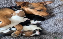 Jack Russell dogs for sale: Jack russell boy ready for collection  - Image 6